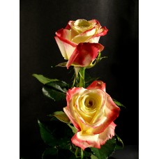 Roses - Latin Spirit